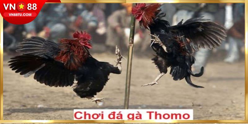 Bật mí về luật chơi cơ bản khi đến sảnh đá gà Thomo 