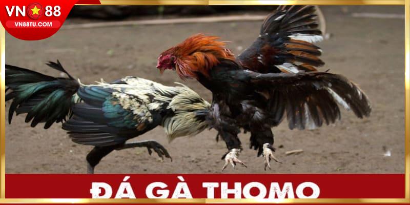 Đá Gà Thomo