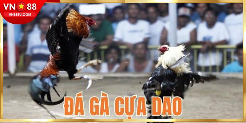 Luật chơi của đá gà cựa dao chi tiết tại nhà cái 