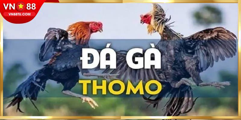 Đôi điều giới thiệu về kênh đá gà Thomo cho thành viên 